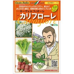 カリフラワー カリフローレ(カリフラワーの種) 小袋　（約50粒） ( 野菜の種 )