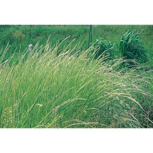 緑肥 ナギナタガヤ 1kg