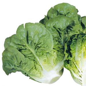 タキイ種苗 レタス ヒートガイ ペレット5000粒 : 種苗・園芸ショップ