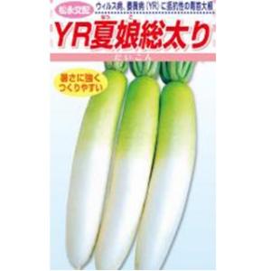 ダイコンの種 ＹＲ夏娘総太り 小袋 ( 野菜の種 )