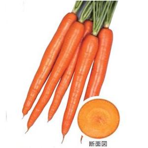 人参の種 オレンジハーモニー ネオコート1000粒 ( 野菜の種