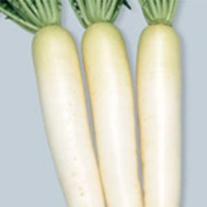 大根の種 冬みねセブン 20ml ( 野菜の種 )