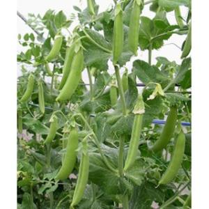 エンドウの種 スナップえんどう 幸姫 1dl ( 野菜の種 )