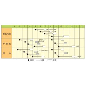 ダイコンの種 京むらさき 小袋の詳細画像1
