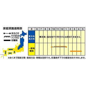 ダイコンの種 桜の砦 1000粒 ( 野菜の種 )の詳細画像1