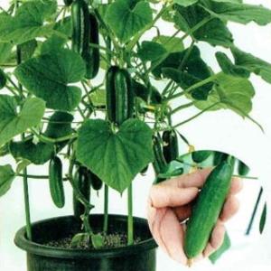 キュウリの種 ミニミニ千成 小袋 ( 野菜の種 )の商品画像