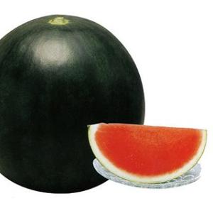 スイカの種  ３×サンバＳＰ（種なし）  100粒 ( 野菜の種 )