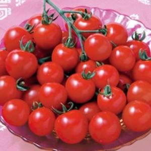 トマトの種 ミニトマト CFココ DF 小袋(16粒)