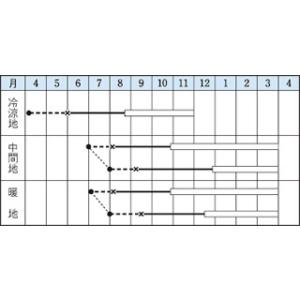キャベツの種 芽キャベツ 早生子持 小袋(RF...の詳細画像1