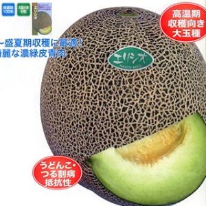 メロンの種 エリシオ 小袋(5粒)の商品画像