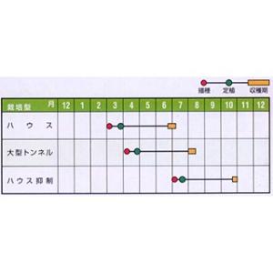 メロンの種 エリシオ 小袋(5粒)の詳細画像1