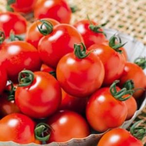 トマトの種 ミニトマト 千果99 小袋(12粒)