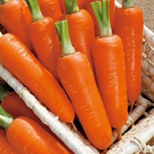 人参の種 オランジェ ペレット500粒 ( 野菜の種 )