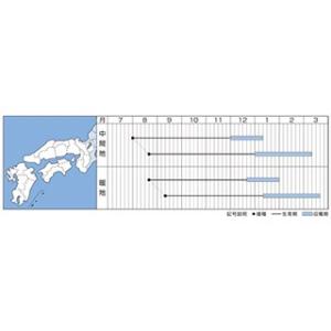 人参の種 オランジェ ペレット500粒 ( 野...の詳細画像1