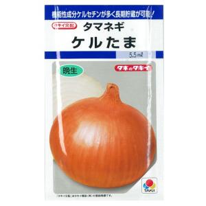 たまねぎの種 ケルたま DF 小袋 （約5.5ml） ( 野菜の種 )