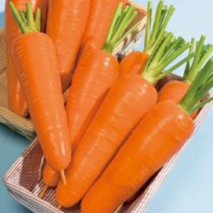 人参の種 翔馬 ペレット1万粒 ( 野菜の種 )