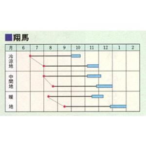 人参の種 翔馬 ペレット1万粒 ( 野菜の種 )の詳細画像1
