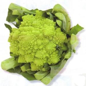 サカタのタネ（サカタノタネ） ブロッコリー ピクセル コート5000粒