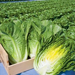 SK9-099 ブロッコリー種子 ペレット5000粒 【野菜種子】【サカタのタネ