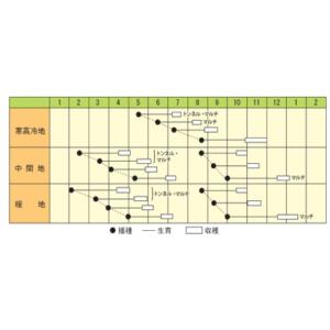 ダイコンの種 京むらさき 20mlの詳細画像1