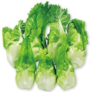 つけなの種 子持ちタカナ 祝蕾 小袋（コートＳ50粒） ( 野菜の種 )