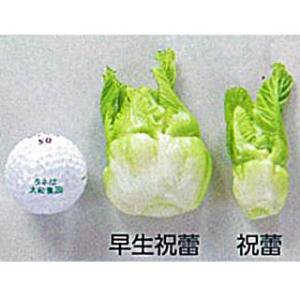 つけなの種 子持ちタカナ 祝蕾 小袋(コートS...の詳細画像3