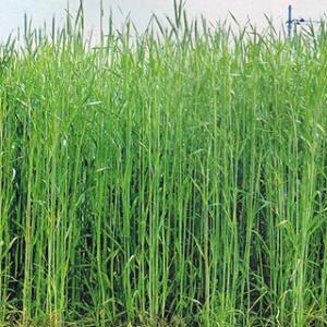 緑肥の種 ライ麦　ハルミドリ 20kg