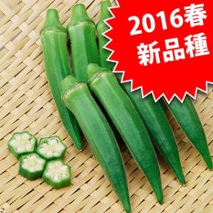 オクラの種 大和ティダ 小袋(5ml) ( 野菜...の商品画像