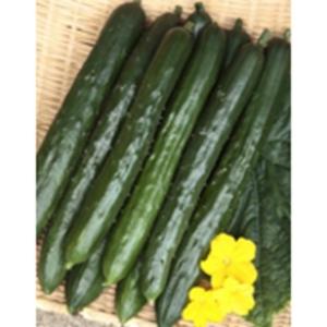 キュウリの種  ずーっととれるキュウリ  実咲小袋 ( 野菜の種 )