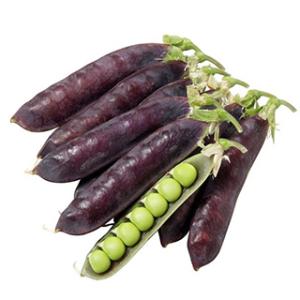 エンドウの種 紫えんどう ツタンカーメンのエンドウ豆（8ml）