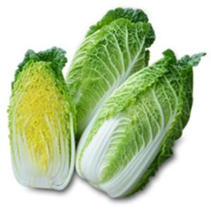 ハクサイの種 ミニ頼黄５０ 小袋(20ml) ( 野菜の種 )