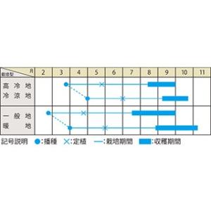 ピーマンの種 ぱぷ丸 オレンジ 小袋 ( 野菜...の詳細画像1