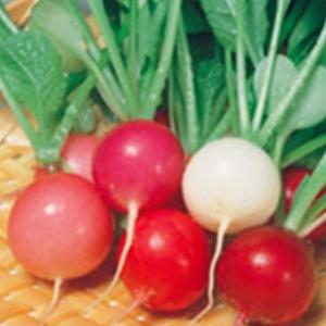 二十日大根の種 カラフルファイブ 20ml ( 野菜の種 )｜saien-club