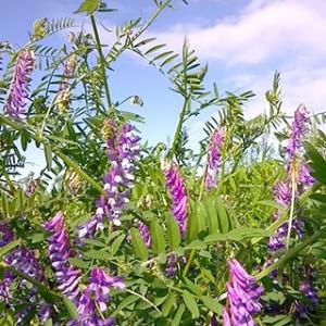 緑肥の種子 ヘアリーベッチ　藤えもん 1kg 土づくり 土壌改良におすすめの資材