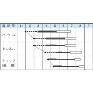 マクワウリの種 大型銀泉 小袋 ( 野菜の種 )の詳細画像1