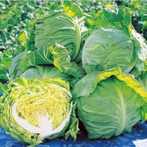 キャベツの種 春波 小袋(2000粒) ( 野菜の種 )