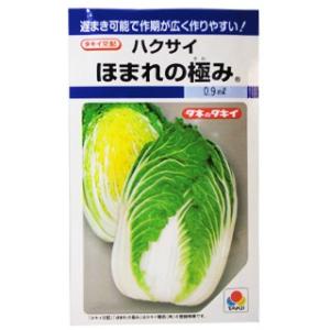 白菜 ほまれの極み ＤＦ（０．９ｍｌ）【はくさい　ハクサイ 早生種 耐病性 】 小袋 （ 種 野菜 野菜種子 野菜種 ） ( 野菜の種 )