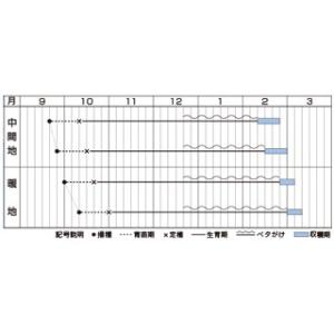 白菜 ほまれの極み DF(0.9ml)【はくさ...の詳細画像1