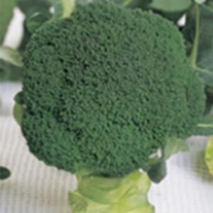 ブロッコリーの種 ブロッコリーの種 ウインタードーム ペレット5千粒 ( 野菜の種 )
