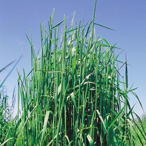 緑肥の種 チモシー　ホライズン 1kg