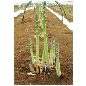 アスパラガスの種 ウインデル 100粒 ( 野菜の種 )