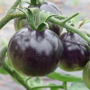 ミニトマトの種 パープルローズ 20粒 ( 野菜...の商品画像