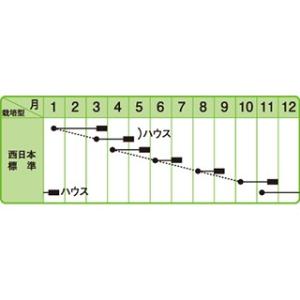 ルッコラの種 ロケットサラダ 10ml ( 野...の詳細画像1