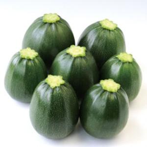 ズッキーニの種 パリーノ・ネロ（丸・濃緑） 小袋 (