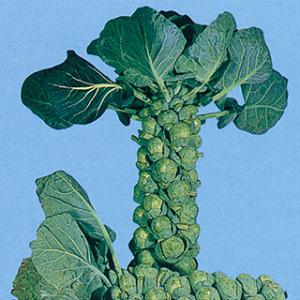 唐辛子の種 朝鮮なんばん (激辛) 5ml ( 野菜の種 ) : 菜園くらぶ Yahoo