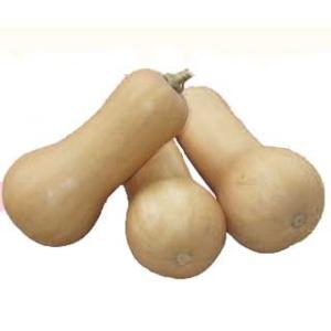 カボチャの種 すずなりバタ子さん 100粒 ( 野菜の種 )