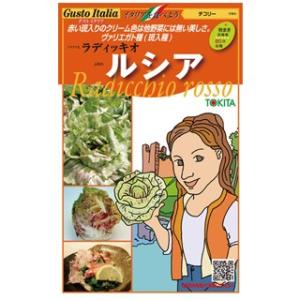 チコリーの種  ルシア  小袋(約80粒) ( 野菜の種 )