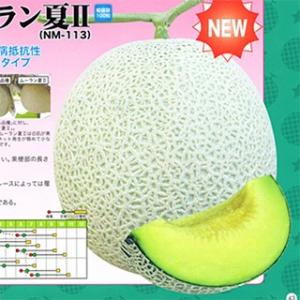 SK9-099 ブロッコリー種子 ペレット5000粒 【野菜種子】【サカタのタネ