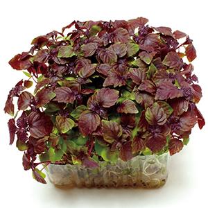スプラウトの種 赤しその芽 小袋の商品画像