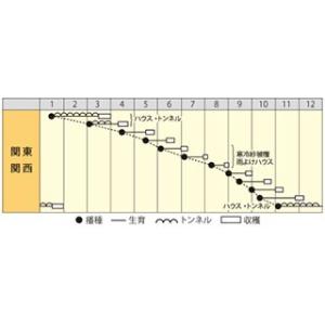 葉だいこん紅葉王(赤軸) 小袋(約8ml) (...の詳細画像1